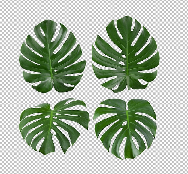 Feuilles de Monstera isolées sur la couche alpha