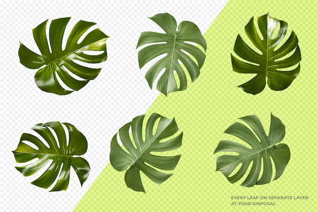 Les feuilles de Monstera isolées sur un fond transparent