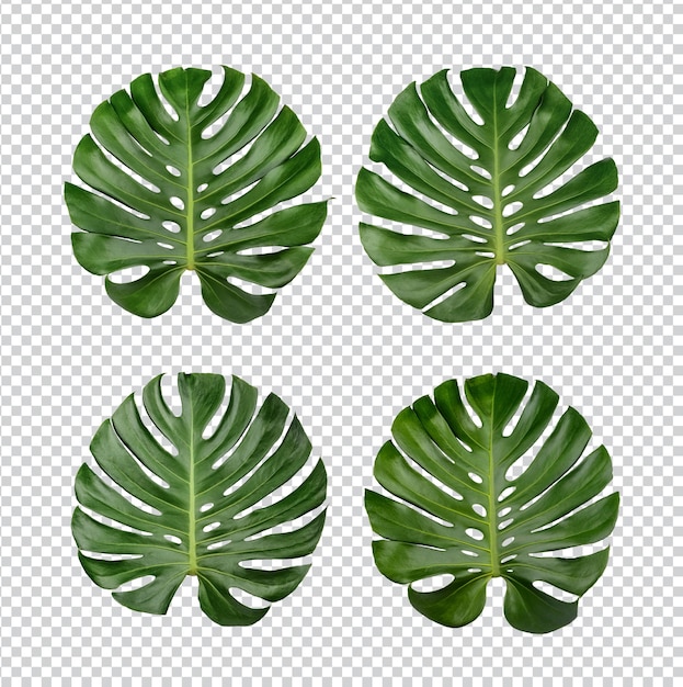 Feuilles De Monstera Isolées PSD Premium