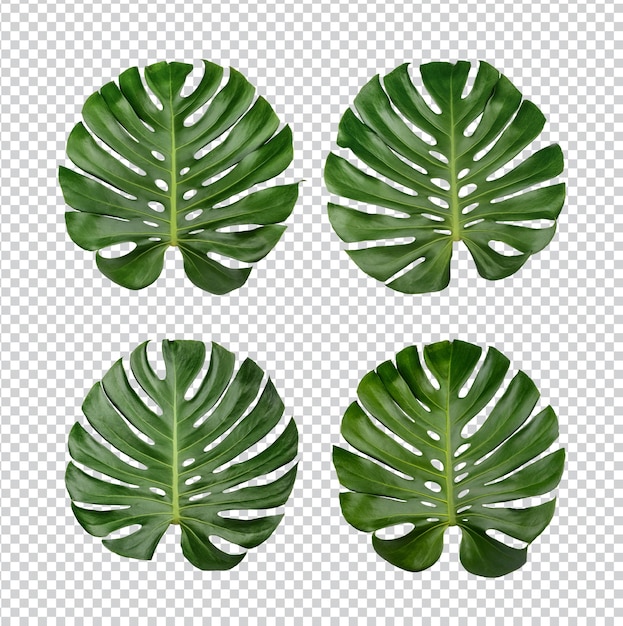 Feuilles De Monstera Isolées Psd Premium