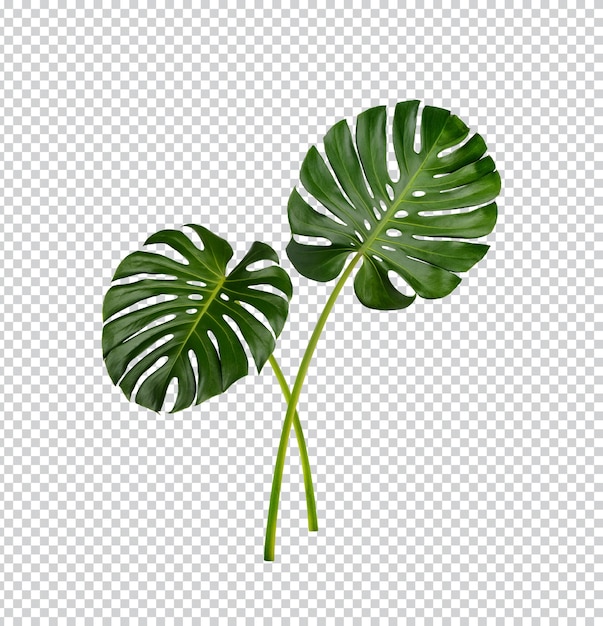 PSD feuilles de monstera isolées psd premium