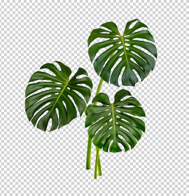 Feuilles De Monstera Isolées PSD Premium