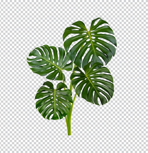 Feuilles De Monstera Isolées Psd Premium