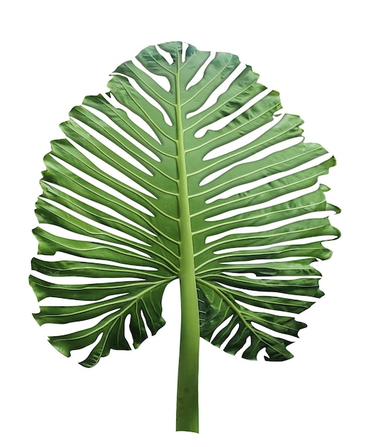 les feuilles de monstre crues vertes sont affichées sur un fond blanc