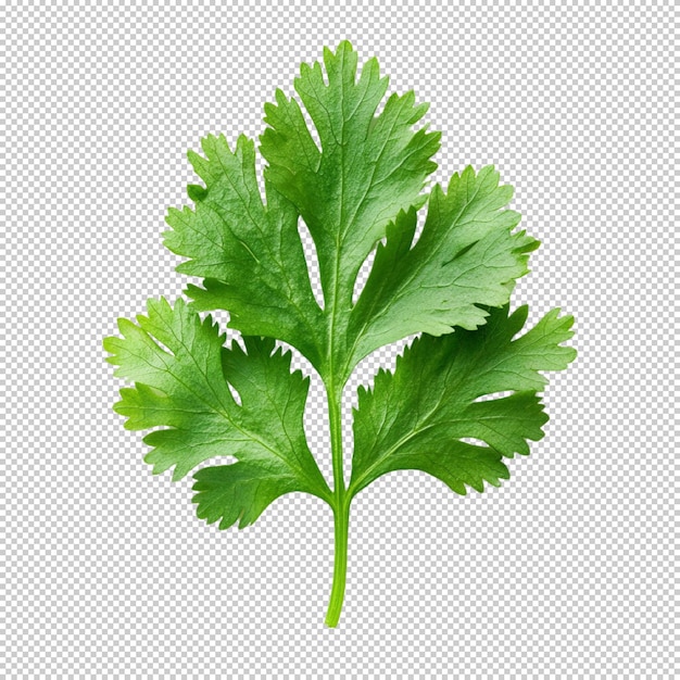 Des feuilles de persil en gros plan isolées sur un fond transparent