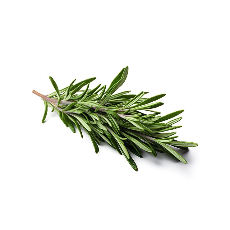 PSD feuilles de romarin sur fond blanc
