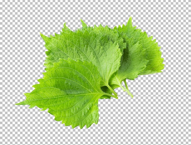 Feuilles De Shiso Sur La Couche Alpha