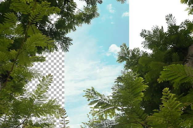 Des feuilles de tamarindes séparées d'un fond transparent