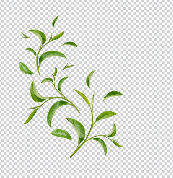 Feuilles de thé vert isolées PSD Premium