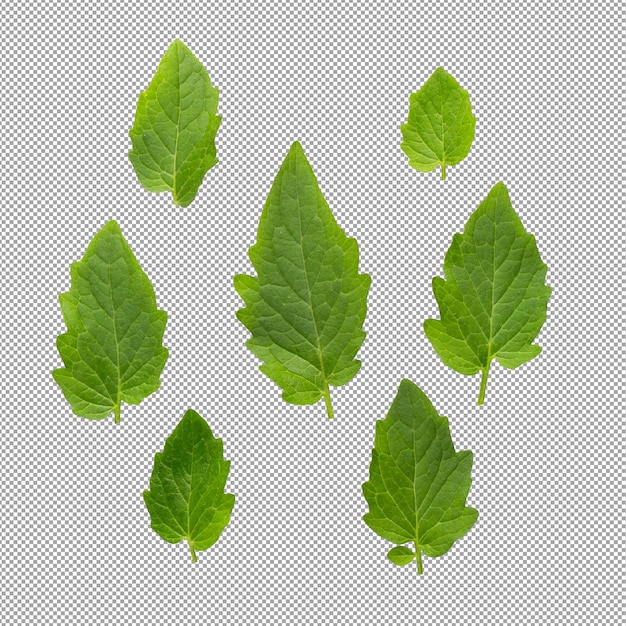 Feuilles de tomates isolées sur fond alpha