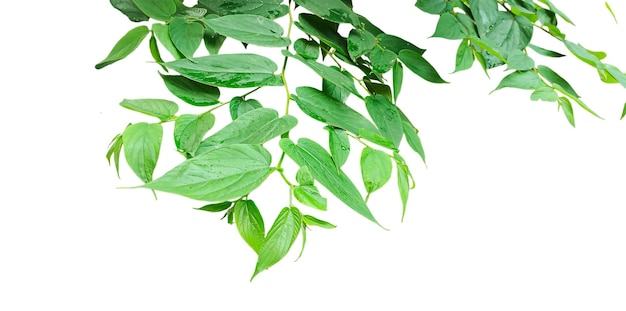 feuilles vertes avec des branches d'arbres feuilles verts sur une branche png branche de feuilles verdes