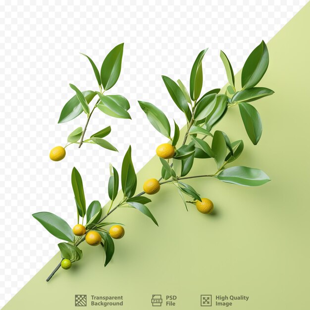 Les Feuilles Vertes Du Kumquat Contrastent Avec Un Fond Transparent