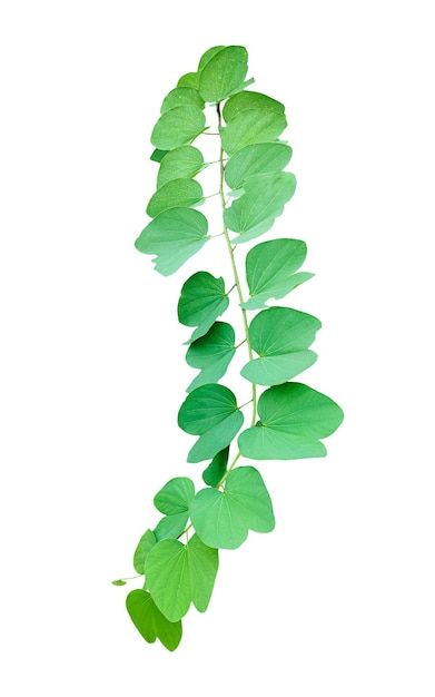 Des feuilles vertes sur un fond blanc