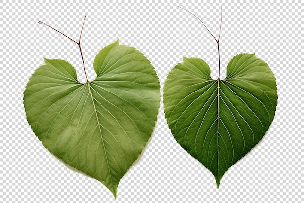 Des Feuilles Vertes Sur Un Fond Transparent