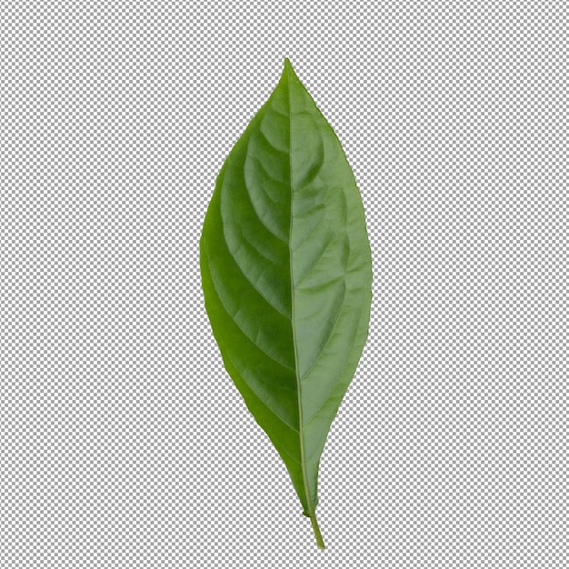 PSD feuilles vertes fraîches isolées sur fond alpha