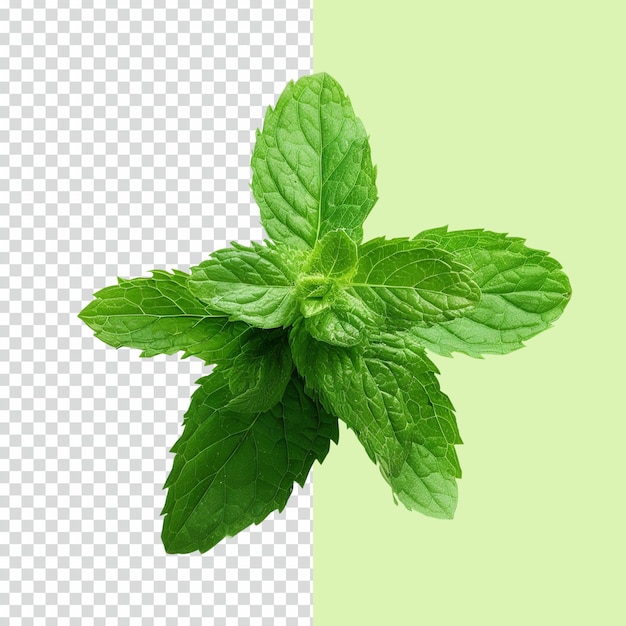 PSD feuilles vertes fraîches de menthe poivrée sur fond transparent isolé