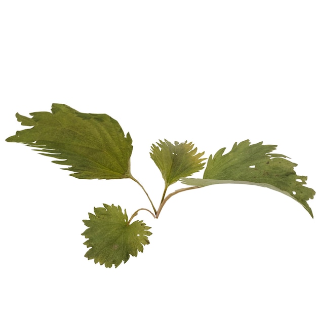 Les feuilles vertes des germes