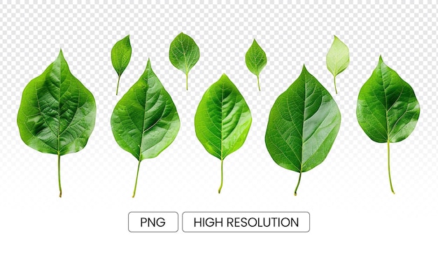PSD les feuilles vertes isolées sur un fond transparent la simplicité vibrante de la nature