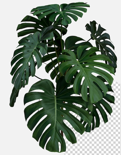 Les feuilles vertes de la monstera ou du philodendron à feuilles partagées Monstera deliciosa la vigne à feuilles persistantes de la forêt tropicale isolée sur le fond rendu 3D