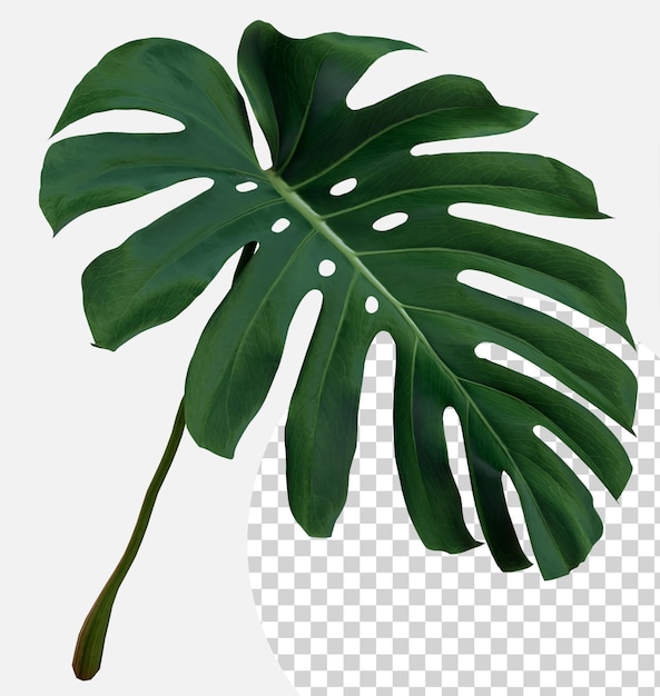 Les feuilles vertes de la monstera ou du philodendron à feuilles partagées Monstera deliciosa la vigne à feuilles persistantes de la forêt tropicale isolée sur le fond rendu 3D