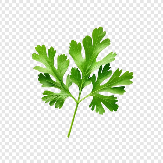 Les feuilles vertes de parsley frais sont une herbe culinaire à saveur aromatique.