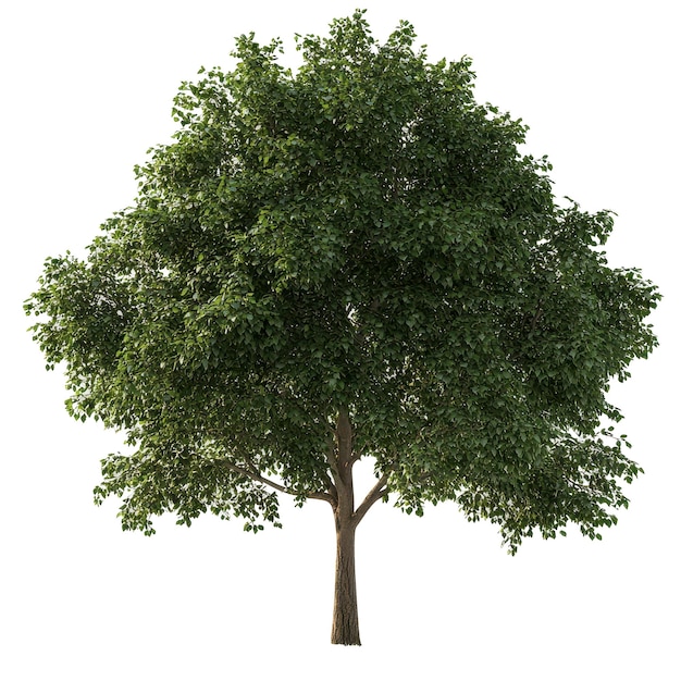 fichier psd de l'arbre de Fraxinus à fond transparent