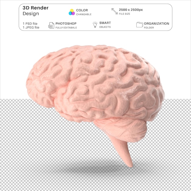 Fichier Psd De Modélisation 3d Du Cerveau Humain