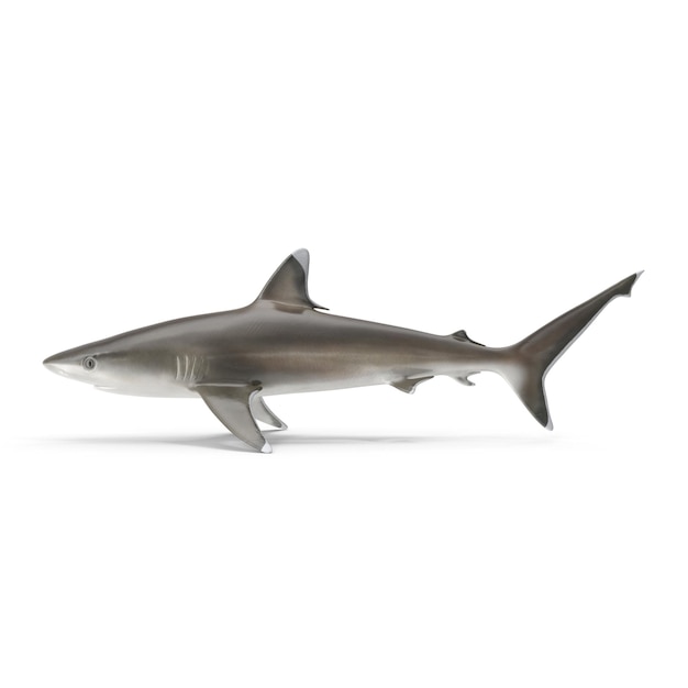 Des fichiers PSD de requins à pointe d'argent 3D réalistes Art marin et sauvage détaillé