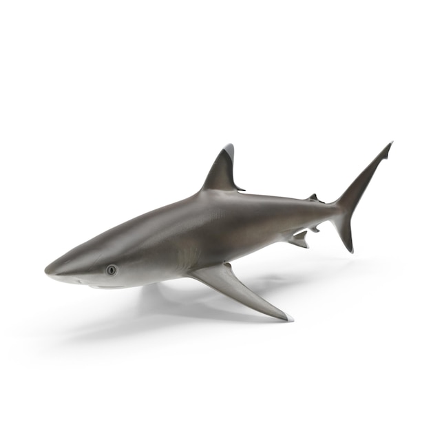 Des fichiers PSD de requins à pointe d'argent 3D réalistes Art marin et sauvage détaillé