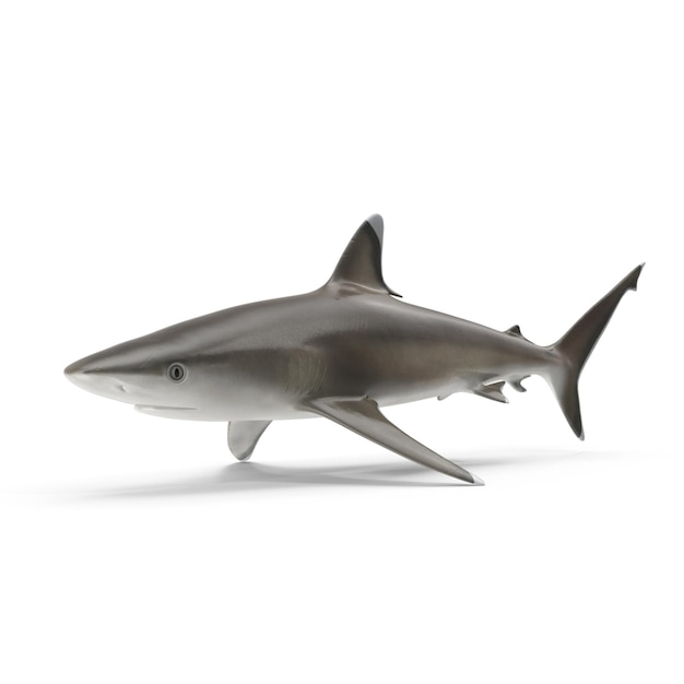 Des fichiers PSD de requins à pointe d'argent 3D réalistes Art marin et sauvage détaillé