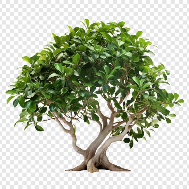 PSD ficus altissima aislado sobre un fondo transparente