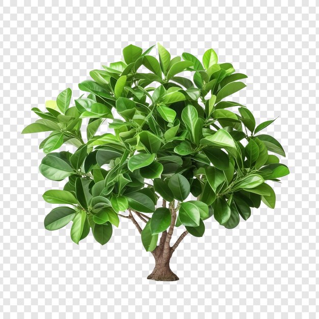 PSD ficus altissima isolé sur un fond transparent