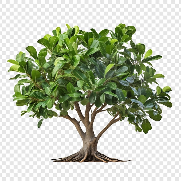 PSD ficus altissima isolé sur un fond transparent