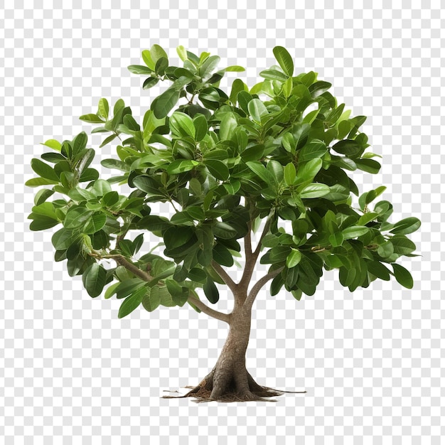 Ficus altissima isoliert auf durchsichtigem hintergrund