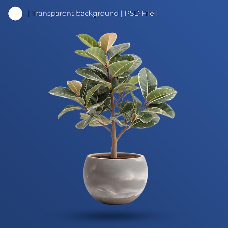 PSD ficus elastica en una olla gris aislada sobre un fondo blanco