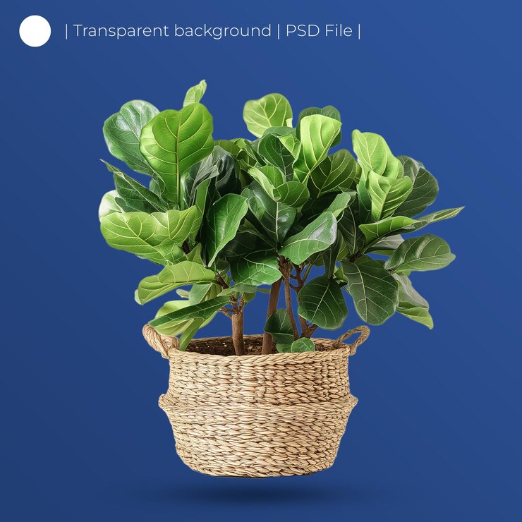 PSD ficus lyrata in un cesto tessuto isolato su sfondo bianco