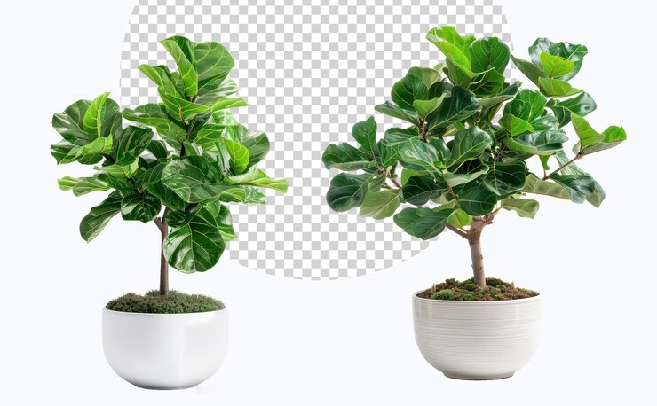 PSD un ficus lyrata en una olla de cerámica blanca aislada en el fondo decoración de escritorio de oficina de planta de casa que crece en el interior con fines decorativos concepto decorativo de hogar creativo mínimo verde y fresco