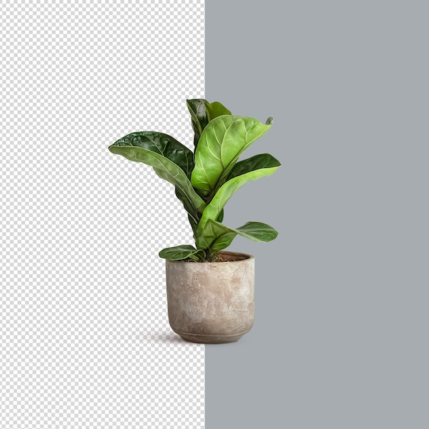 Ficus Lyrate Bambino Fleur Isolée Psd