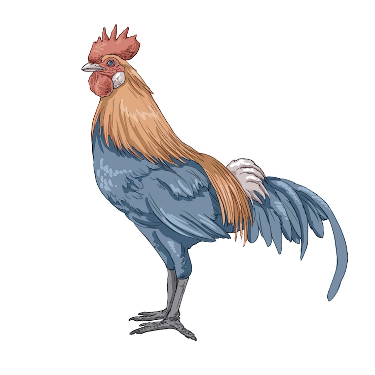 PSD fighting chicken animal illustration creative line draft