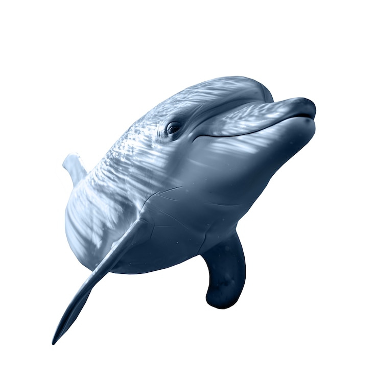 PSD figura isolata di delfino