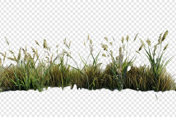 PSD una fila de campos de hierba de sabana aislados sobre un fondo transparente
