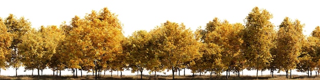 Fila di alberi con foglie gialle su di essi su sfondo bianco trasparente 3D rendering illustrazione