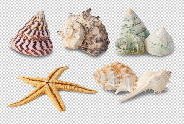 PSD file psd di ritaglio di raccolta di conchiglie di mare