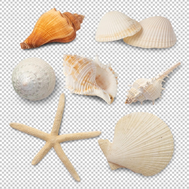 File Psd di ritaglio di raccolta di conchiglie di mare