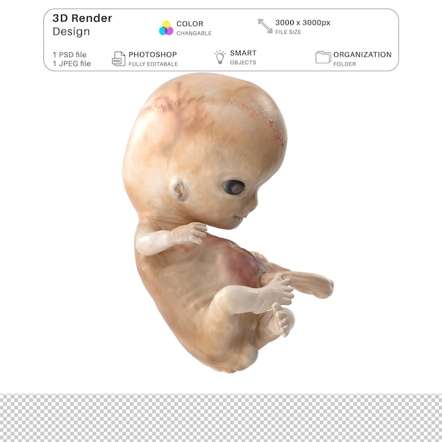 File PSD Pemodelan 3D Janin Embrio Manusia Anatomi Manusia Realistis