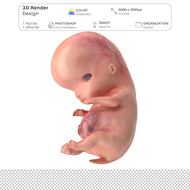 File PSD Pemodelan 3D Janin Embrio Manusia Anatomi Manusia Realistis