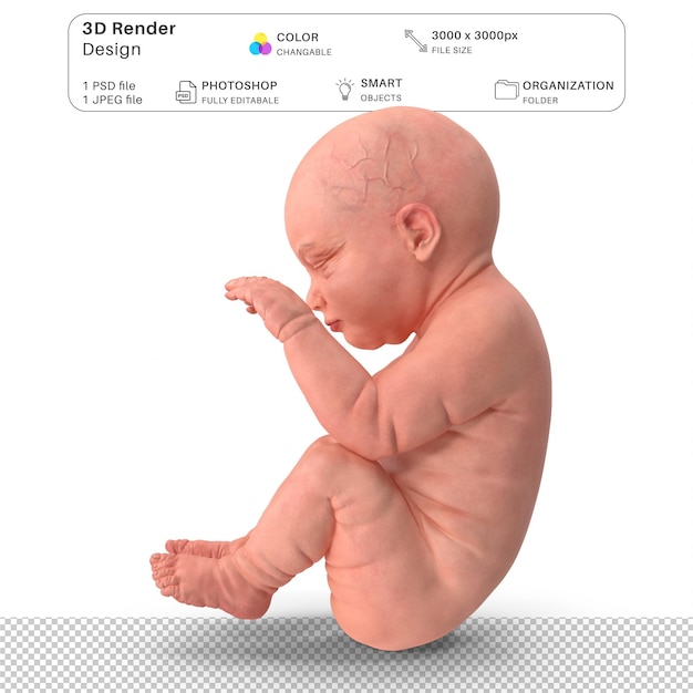 File PSD Pemodelan 3D Janin Embrio Manusia Anatomi Manusia Realistis