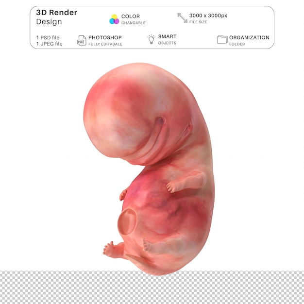 File PSD Pemodelan 3D Janin Embrio Manusia Anatomi Manusia Realistis