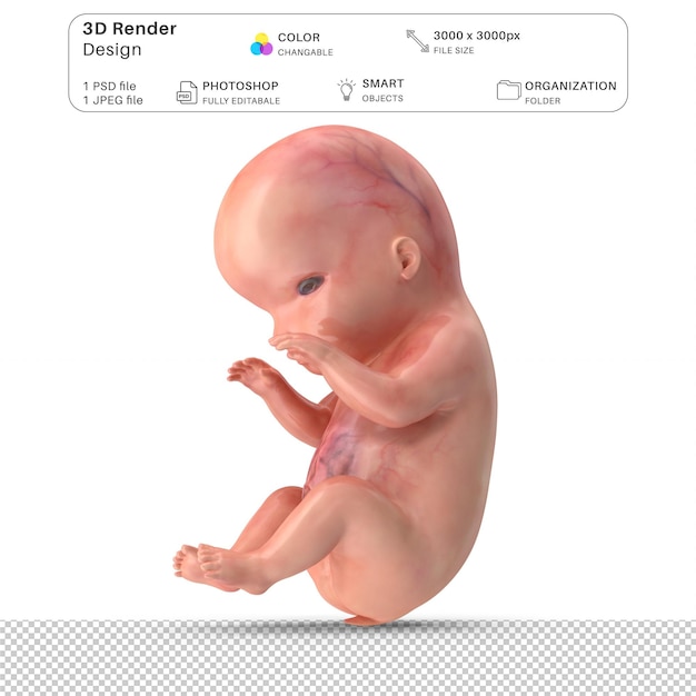 File PSD Pemodelan 3D Janin Embrio Manusia Anatomi Manusia Realistis