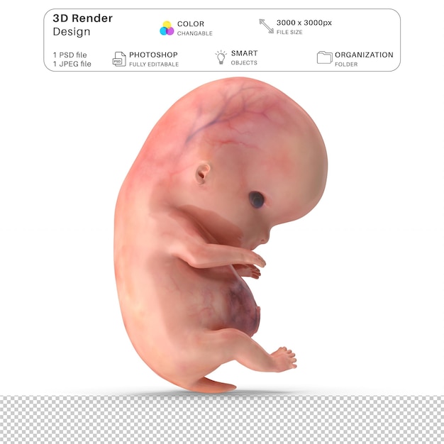 File PSD Pemodelan 3D Janin Embrio Manusia Anatomi Manusia Realistis